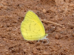 Eurema brigitta