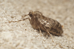 Operophtera brumata