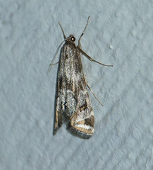 Petrophila longipennis