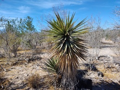 Yucca capensis