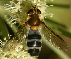 Leucozona glaucia