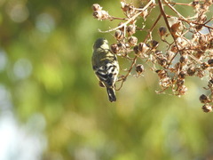 Spinus psaltria