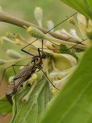 Nephrotoma appendiculata