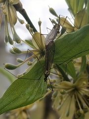 Nephrotoma appendiculata