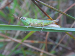 Dichromorpha elegans