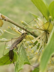 Nephrotoma appendiculata
