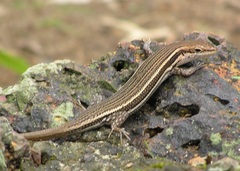 Trachylepis bensonii