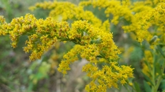 Rhopalomyia anthophila