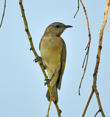 Conopophila rufogularis