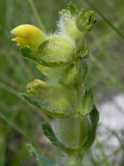 Rhinanthus alectorolophus