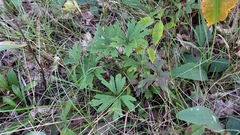 Anemone cylindrica