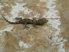 Hemidactylus mabouia