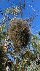 Phoradendron californicum