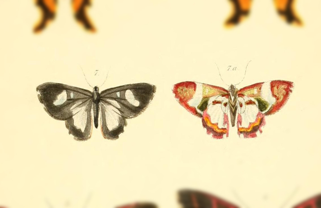 Erateina cynthia