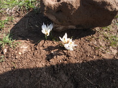 Crocus aleppicus