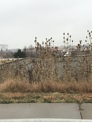 Dipsacus laciniatus