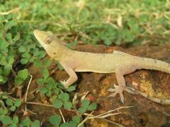 Hemidactylus mabouia