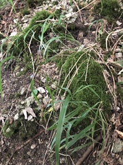Hordelymus europaeus