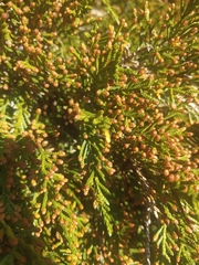 Microcachrys tetragona