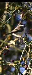 Poecile palustris