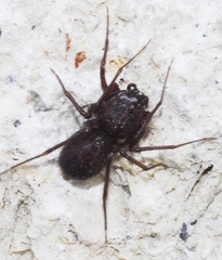 Scytodes velutina
