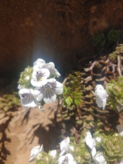 Euphrasia gibbsiae