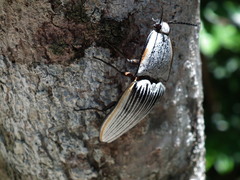 Chalcolepidius rugatus