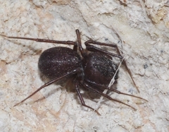 Scytodes velutina