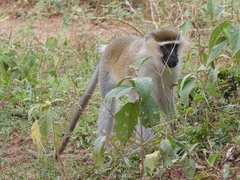 Chlorocebus tantalus