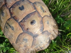 Hyalomma aegyptium