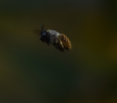 Xylocopa tabaniformis azteca