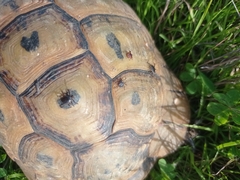 Hyalomma aegyptium