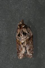 Acleris celiana