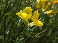 Genista radiata