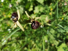 Ophrys sphegodes passionis