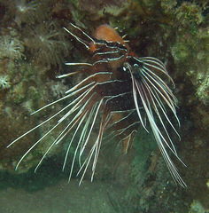 Pterois cincta