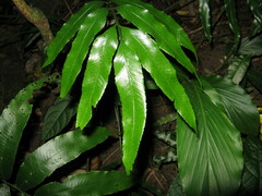 Asplenium formosae