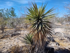 Yucca capensis