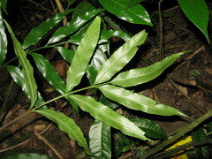 Asplenium formosae