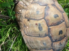 Hyalomma aegyptium