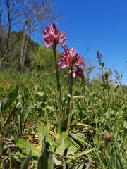 Anacamptis papilionacea papilionacea