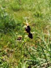Ophrys sphegodes passionis