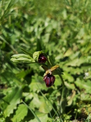 Ophrys sphegodes atrata