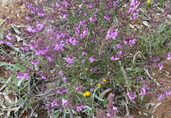 Chrysocephalum apiculatum