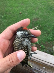 Chloropicus fuscescens