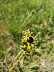 Ophrys sphegodes passionis