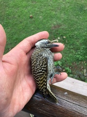 Chloropicus fuscescens