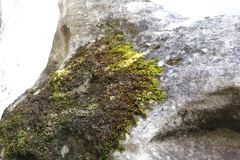 Macrocoma tenuis tenuis