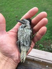 Chloropicus fuscescens