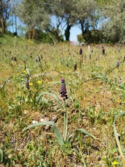 Muscari comosum